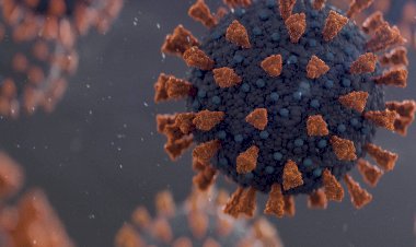 Australia:ஆராய்ச்சிக் கூடத்தில் இருந்து மறைந்த 'பெரும் ஆபத்துக்கேடான' வைரஸ்கள் - பொதுமக்களின் உயிருக்கு ஏதேனும் பேராபத்து வருமா?